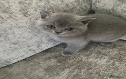 British Shorthair cats for sale: Gccf reg blue bsh kittens active - Image 15