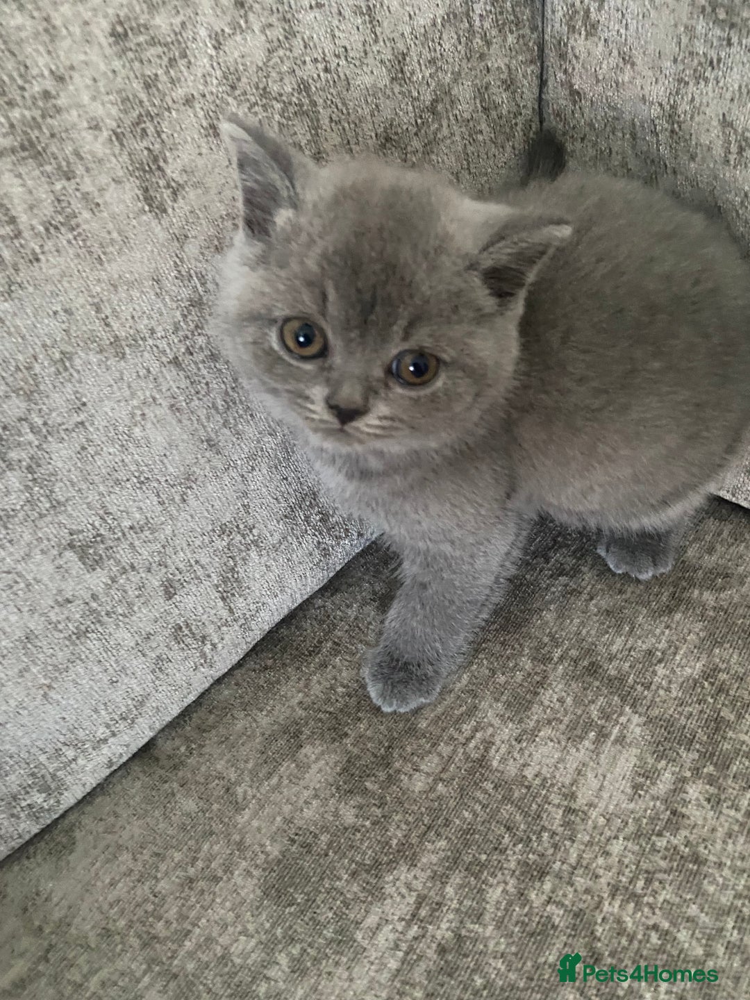 British Shorthair cats for sale: Gccf reg blue bsh kittens active - Image 15