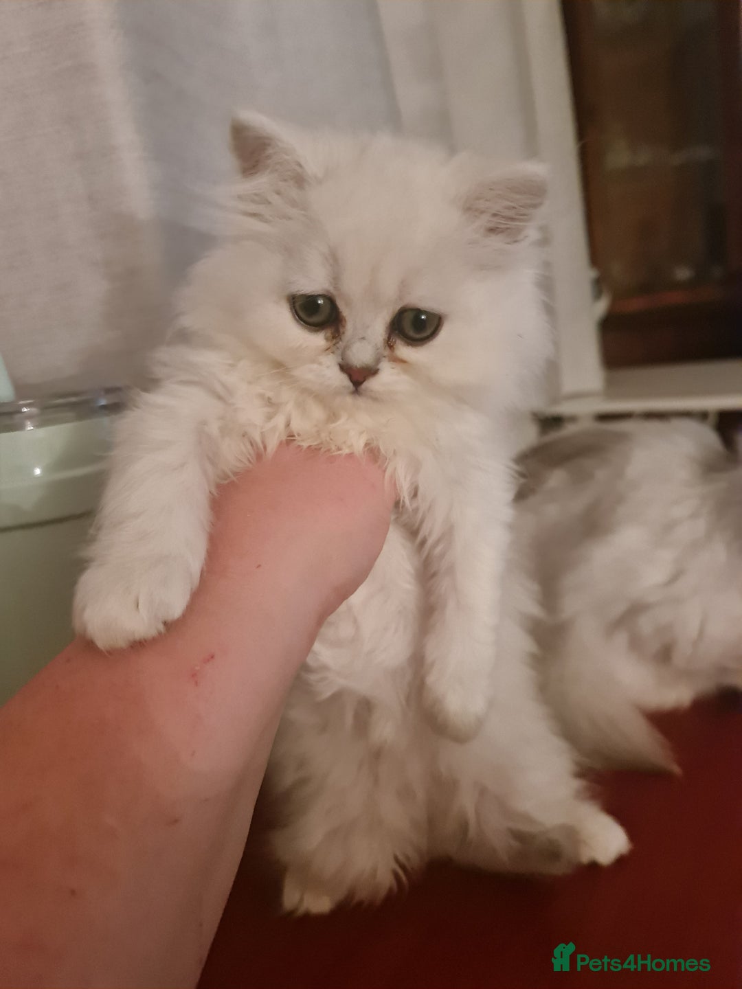 Persian cats for sale: LAST BOY! Persian chinchilla kittens - Advert 9
