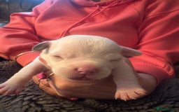 Mixed Breed dogs for sale: French bulldog x American bulldog  - Image 14