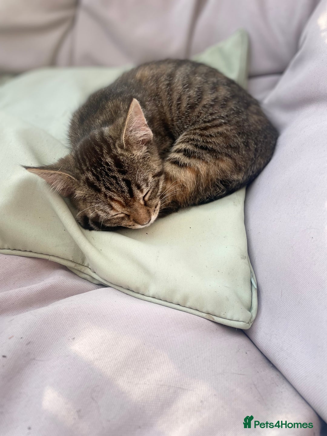 Mixed Breed cats for sale: Kittens for sale - Image 4