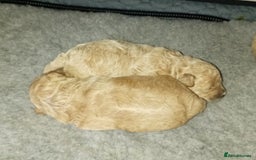 Maltipoo dogs for sale: Golden Maltipoos  - Image 11