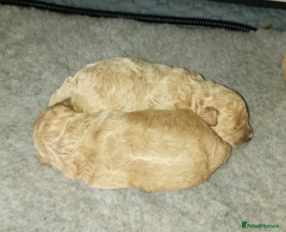 Maltipoo dogs for sale: Golden Maltipoos  - Image 11