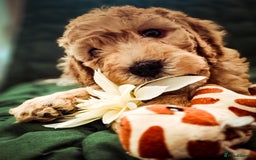 Cockapoo dogs for sale: Adorable Cockerpoo puppies  - Image 2