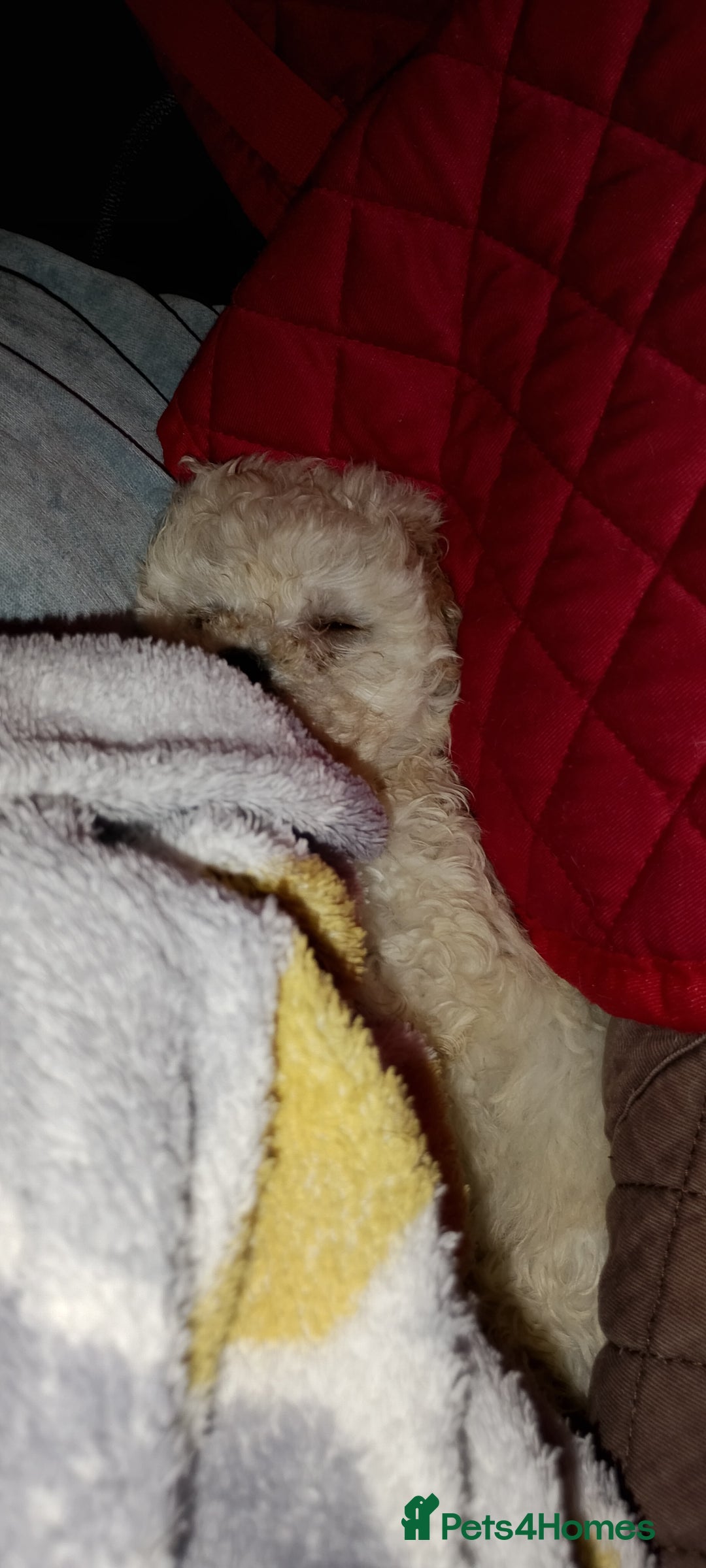 Poochon dogs for sale: Poochon  - Advert 4