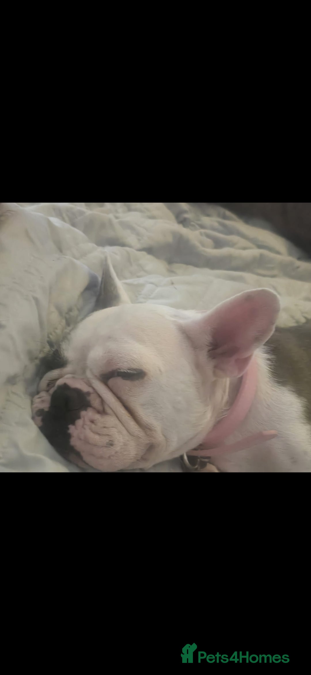 French Bulldog dogs for sale: 3yrs old French bulldog bitch  - Image 5