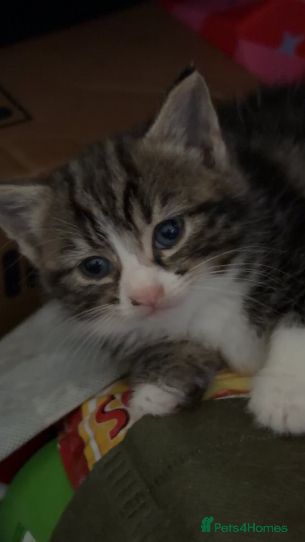 Mixed Breed cats for sale: 5 friendly playful mixed tabby kittens - Advert 5