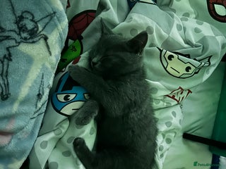 British Shorthair cats Ragdoll x British blue - Advert 2