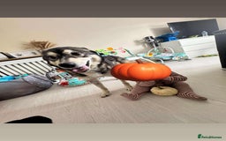 Pomsky dogs for sale: Pomsky make - Image 4