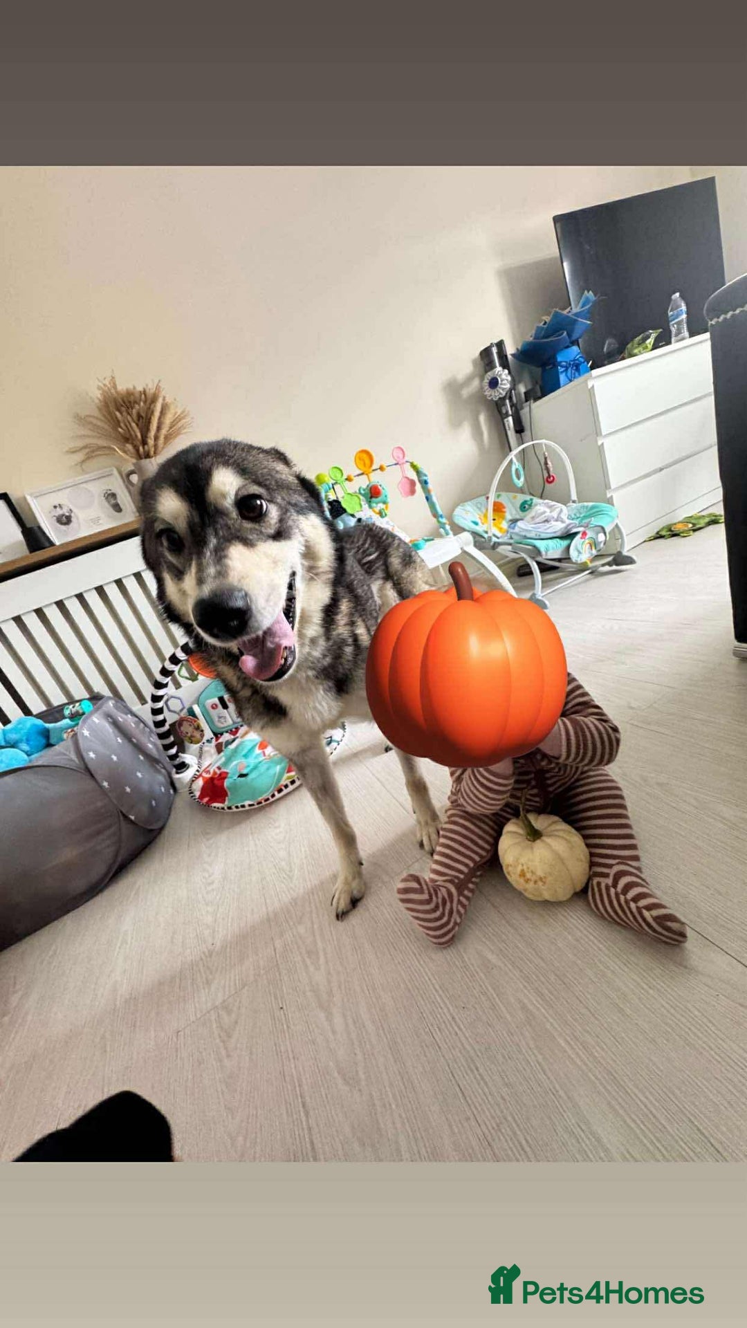 Pomsky dogs for sale: Pomsky make - Image 4