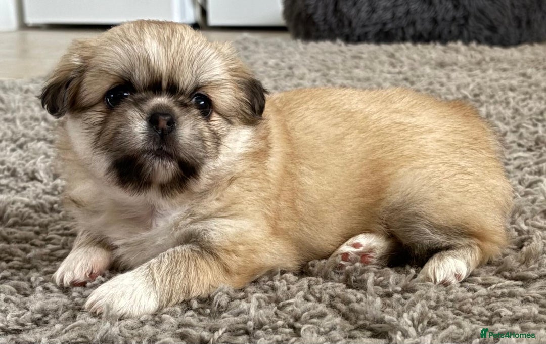 Tibetan Spaniel dogs for sale: Tibetan spaniel  - Advert 2