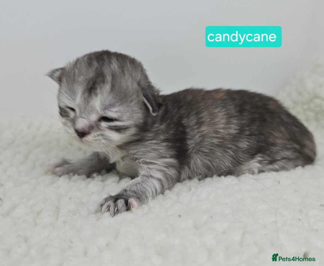 Maine Coon cats for sale: Chunky TICA registered Maine Coon Kittens - Advert 17