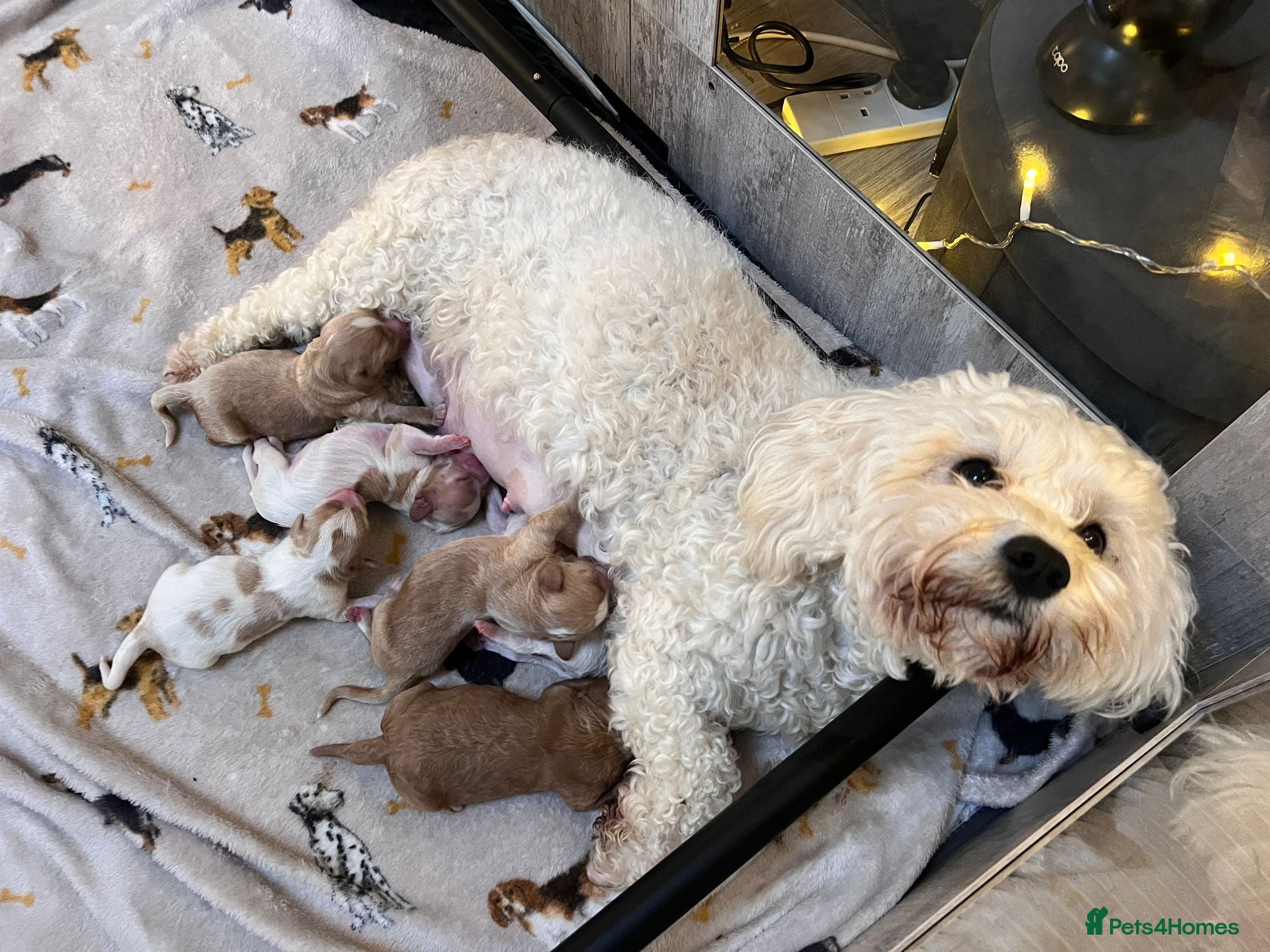 Mixed Breed dogs Litter of cavapooshions  - Advert 1