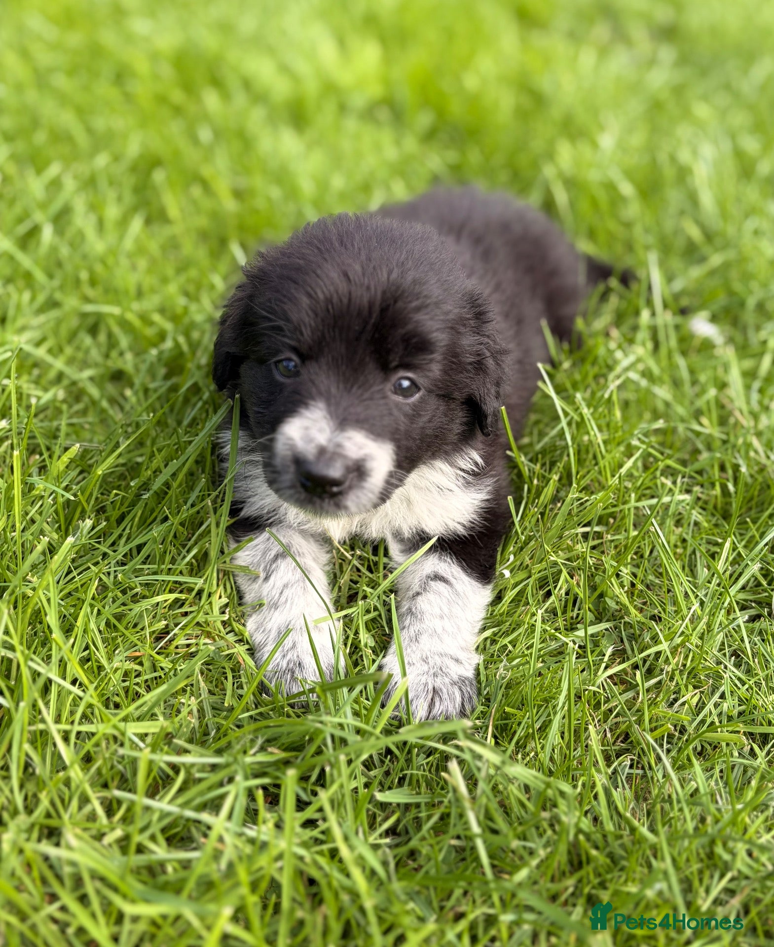 Border Collie dogs STUNNING BORDER COLLIE PUPS.  - Advert 2