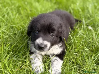 Border Collie dogs STUNNING BORDER COLLIE PUPS. - Advert 2