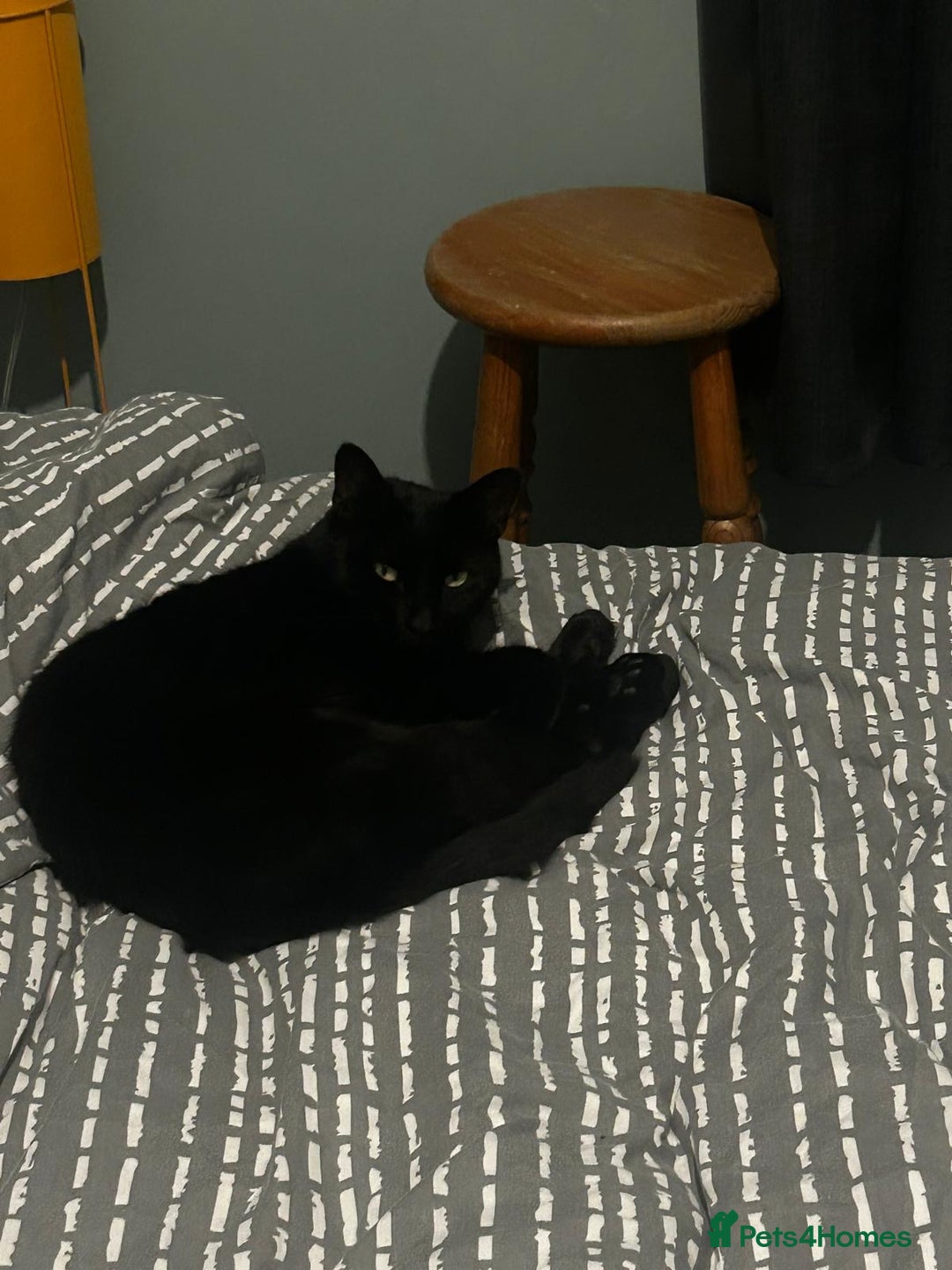 Mixed Breed cats for sale: Skitty - Advert 4