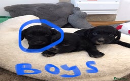 Cocker Spaniel dogs for sale: Cocker spaniel worker puppies  - Image 7