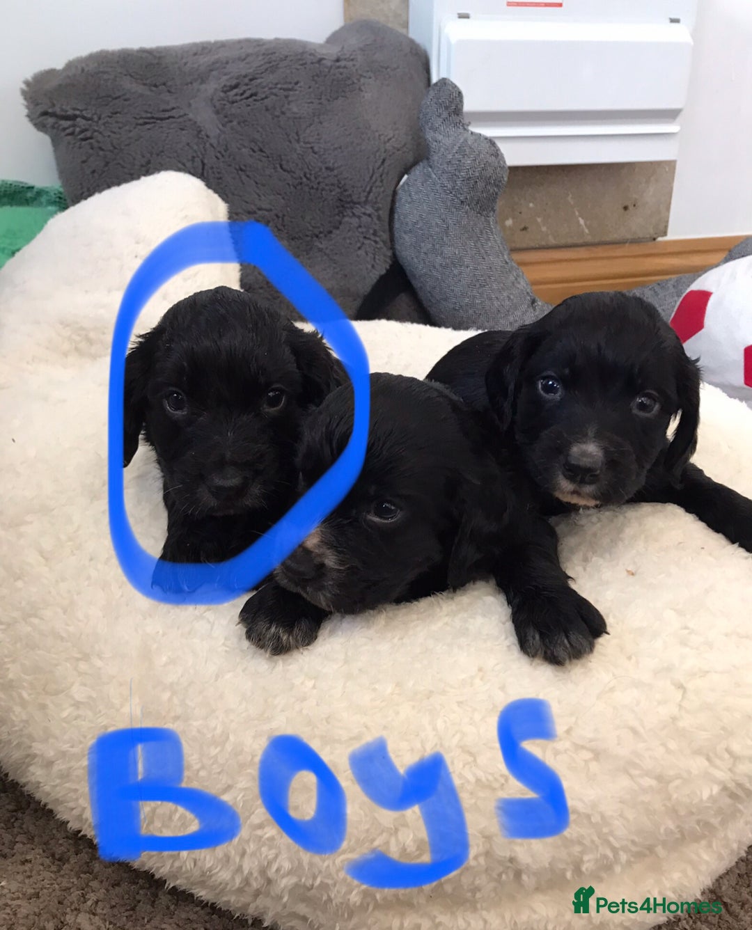 Cocker Spaniel dogs for sale: Cocker spaniel worker puppies  - Image 7