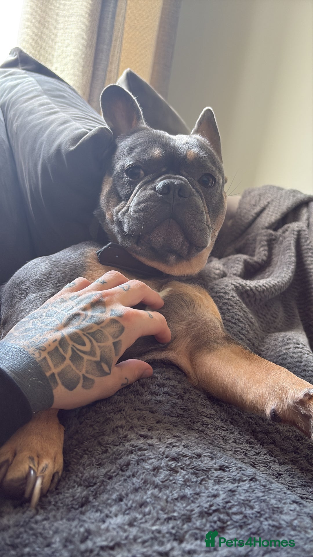 French Bulldog dogs for sale: 4 year old beautiful boy  - Advert 2