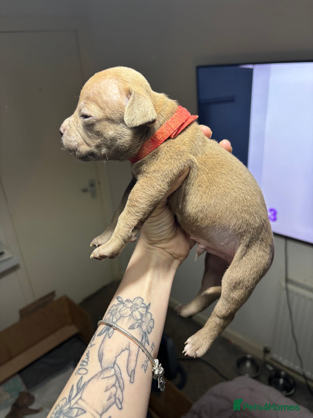 American Bully dogs for sale: Pocket Bully Puppies - Advert 32