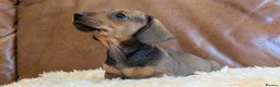 Miniature Dachshund dogs for sale: Beautiful Miniature Dachshund Puppies  - Advert 13