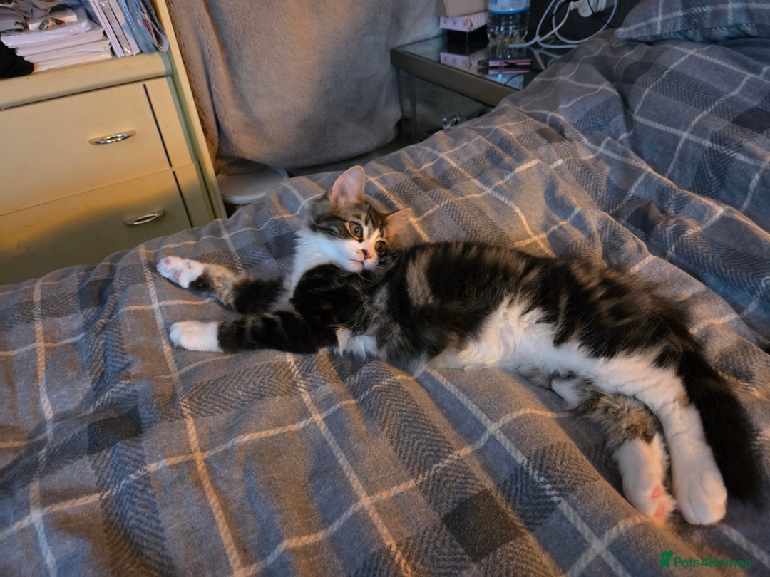 Mixed Breed cats for sale: Fluffy kitten for forever home - Advert 4