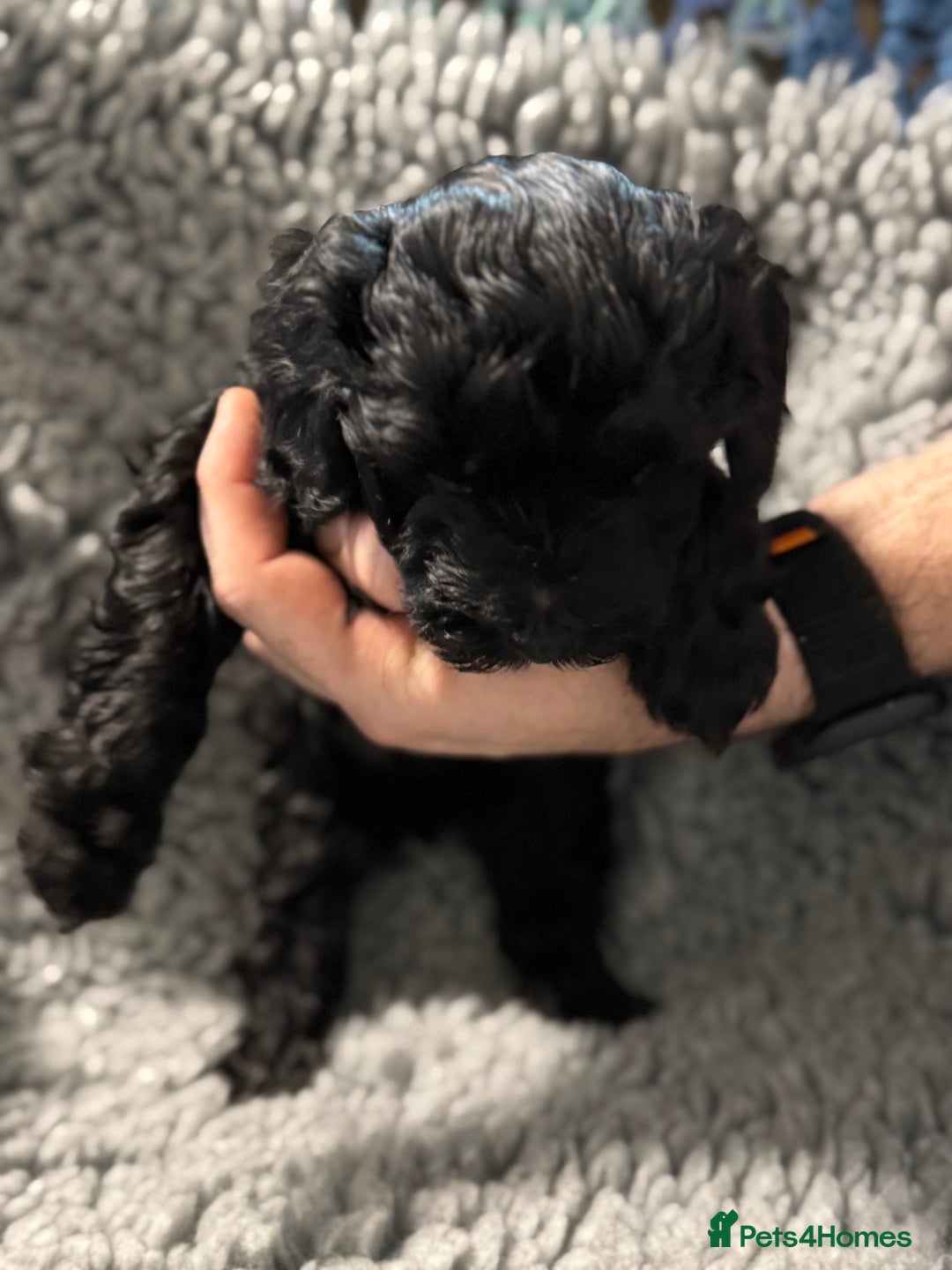 Cockapoo dogs for sale: Gorgeous F1B Cockapoo Puppies hypoallergenic  - Advert 14