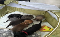 Mixed Breed dogs for sale: French bulldog x daschund - Image 16