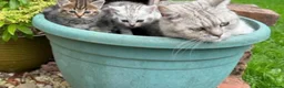 British Shorthair cats for sale: Stunning kittens for sale  - Advert 3