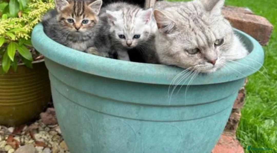 British Shorthair cats for sale: Stunning kittens for sale  - Advert 3