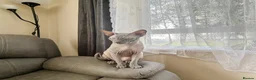 Sphynx cats for sale: Exceptionally Friendly Blue-Cream Sphynx Boy - Advert 4