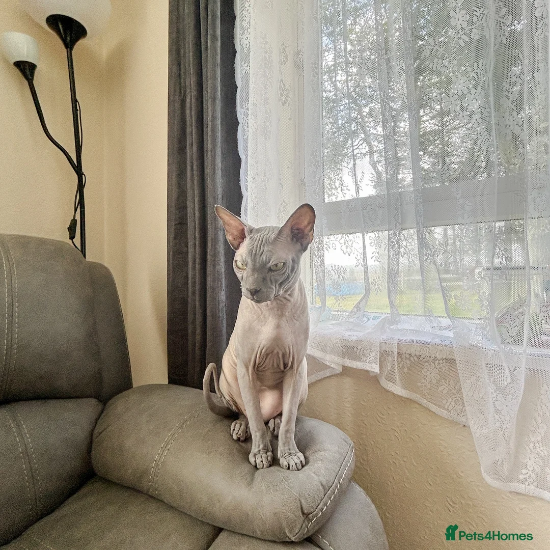 Sphynx cats for sale: Exceptionally Friendly Blue-Cream Sphynx Boy - Advert 4