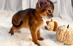 Abyssinian cats for sale: TICA champion line Abyssinian kittens  - Image 22