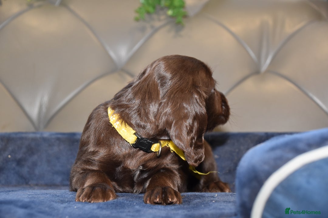 Cocker Spaniel dogs for sale: Kc Reg Health Tested Cocker Spaniel Puppies - Advert 17