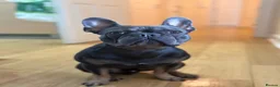 French Bulldog dogs for stud: Caesar  - Advert 2