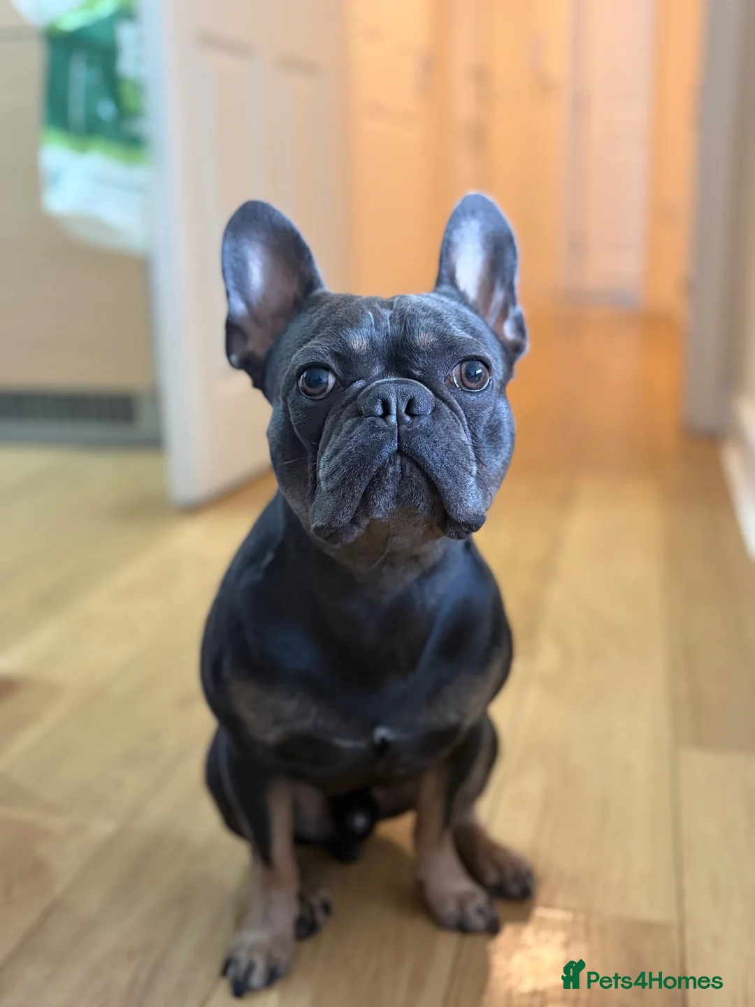 French Bulldog dogs for stud: Caesar  - Advert 2