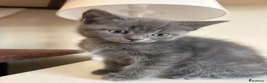 British Shorthair 1