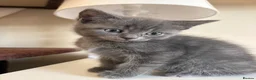 British Shorthair cats for sale: British shorthair kitten  in Horley - Advert 5
