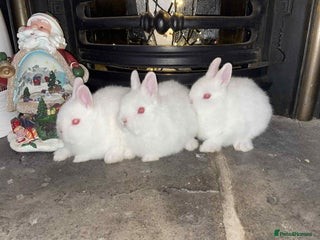 Netherland Dwarf rabbits Pedigree Netherland dwarfs - Advert 3