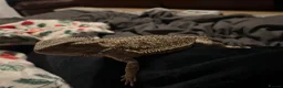 Bearded Dragon reptiles for sale: Lizzy - Advert 3