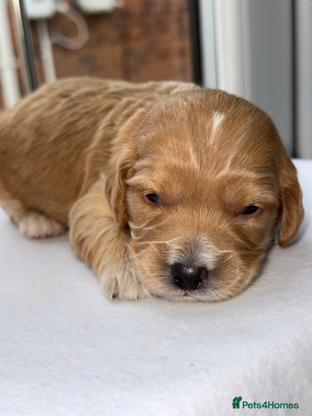 Cockapoo dogs for sale: F1 COCKAPOO PUPS - Advert 8