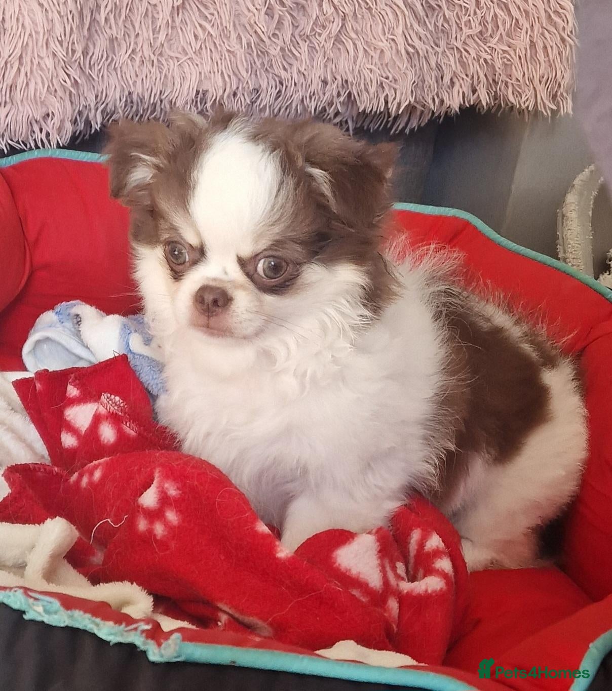 Chihuahua dogs READY NOW KC reg CHIHUAHUA Long coat chocolate boy - Advert 6