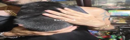 Shepsky dogs for sale: 9 shepsky puppies  - Advert 3