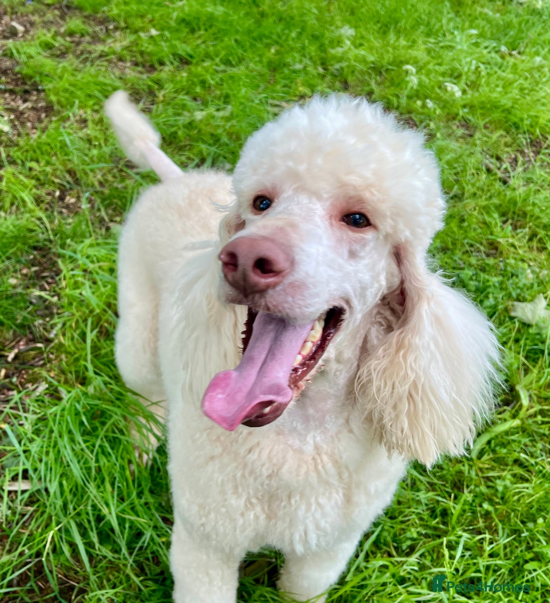 Standard Poodle dogs for sale: Stunning KC reg standard poodle  - Image 15