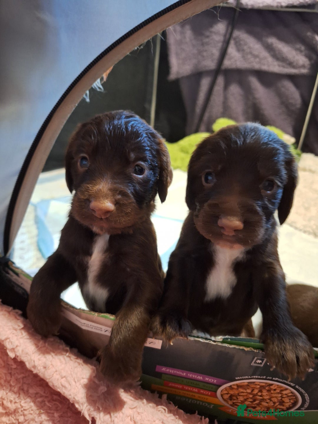 Sprocker dogs for sale: Beautiful Sprocker Spaniel Puppies  - Image 5