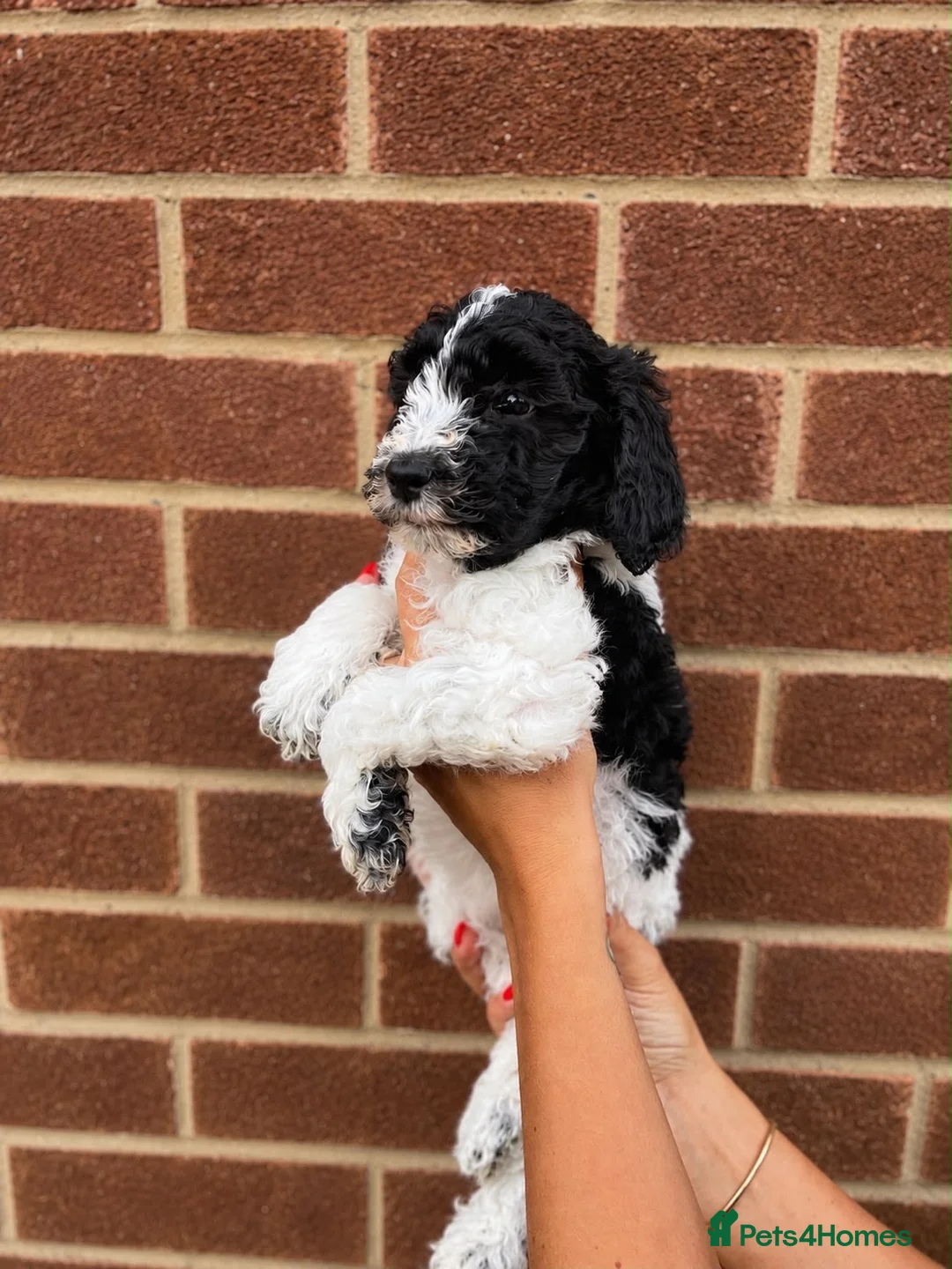Australian Labradoodle dogs for sale: Ready now Multigen Australian Labradoodles  - Advert 6