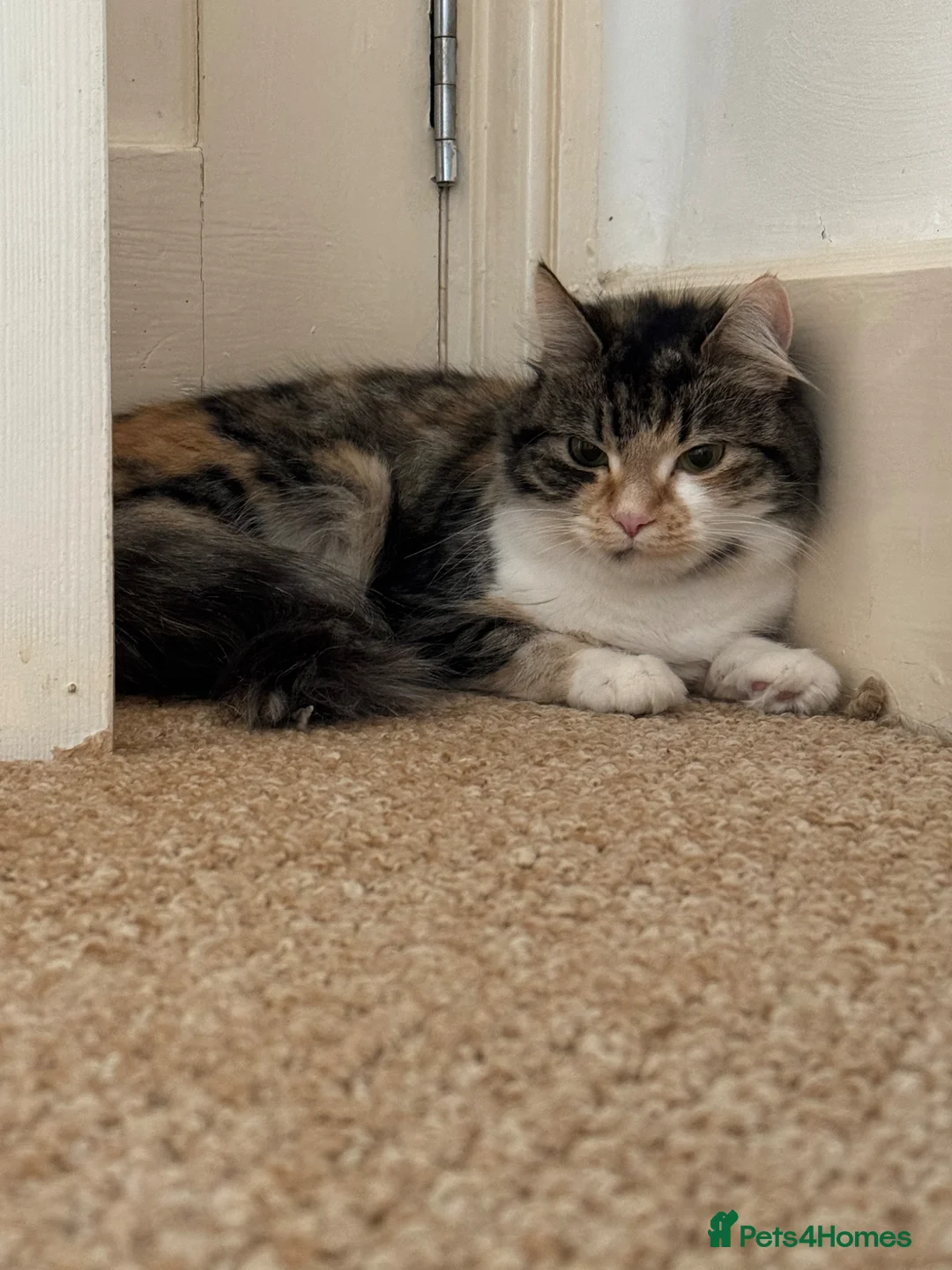 Mixed Breed cats for sale: Free beautiful cat in Colchester - Advert 2