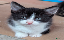 Domestic Shorthair cats for sale: 4 Playful Kittens Ready for Loving Homes!  - Image 8