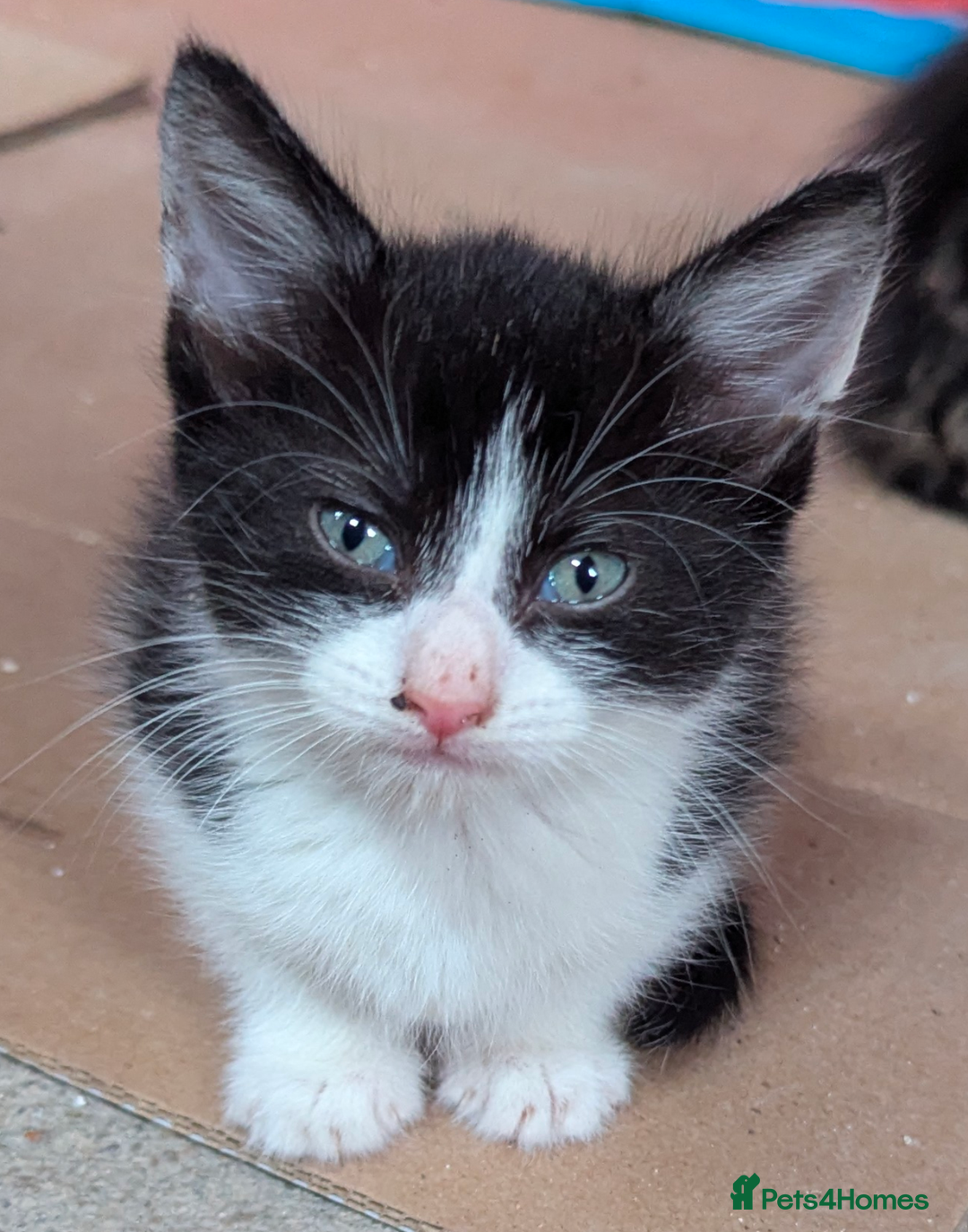 Domestic Shorthair cats for sale: 4 Playful Kittens Ready for Loving Homes!  - Image 8