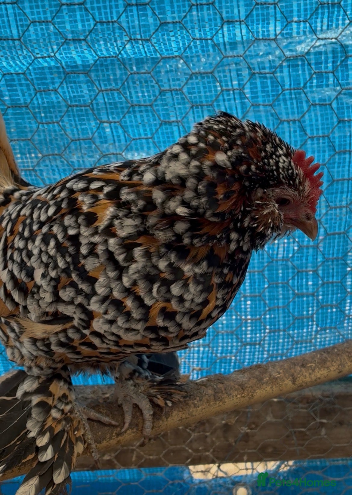 Chickens poultry Chickens for Rehoming FREE in Thatcham - Advert 1